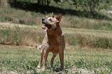 BOUVIER AUSTRALIEN 323